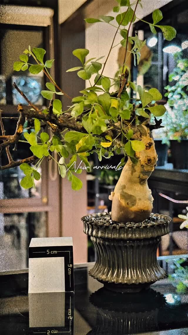 アガベ coco アガベ coco アガベ coco coco Plants＆Green (@cocoplants) · Kyoto